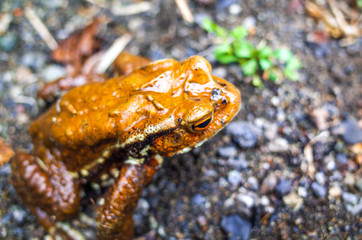 渓流にいたニホンヒキガエル