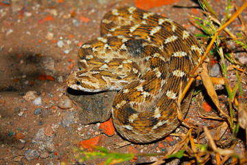 Schocker's Saw Scaled Viper, Echis carinatus sochureki, Jaisalmer, Rajasthan