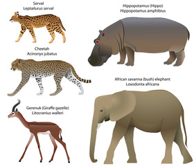 Collection of animals living in the territory of Africa: serval, cheetah, gerenuk, hippopotamus, african savanna elephant