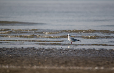 Brown Headed Gull - Chroicocephalus brunnicephalus