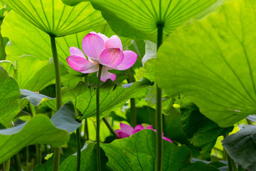 The Lotus Flower.Background is the lotus leaf and lotus flower.Shooting location is Yokohama, Kanagawa Prefecture Japan.