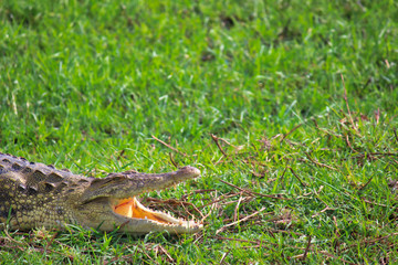 The nile crocodile