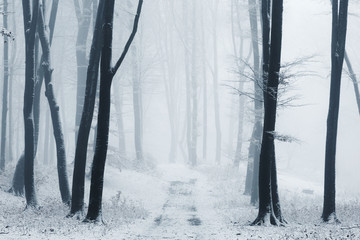 Foggy forest path covered in snow during winter