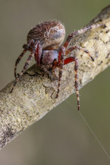 Image of Araneus hamiltoni spider(Hamilton's Orb Weaver) on dry branches. Insect Animal