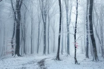 Foto auf Glas Märchenhafter nebliger Waldweg im Winter, schneebedeckt © bonciutoma