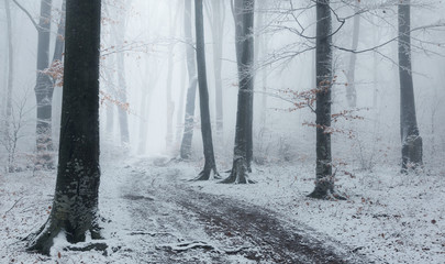 Foggy trail in winter forest