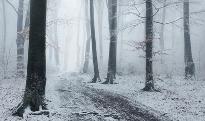 Foto op Plexiglas Foggy trail in winter forest © bonciutoma