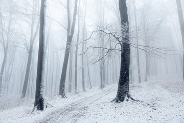 Fototapeta premium Beautiful tree in winter foggy forest