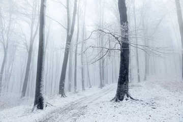  Beautiful tree in winter foggy forest © bonciutoma