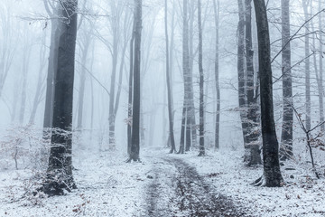 Fototapeta premium Marzycielski mglisty szlak w mglistym zimowym lesie