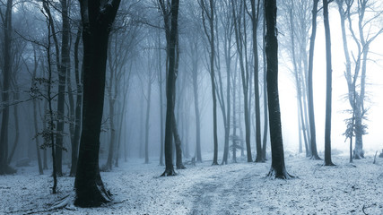 Fairy tale foggy trail in misty winter dark forest