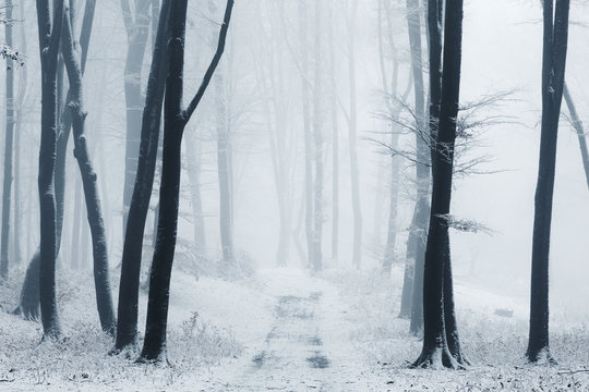 Fototapeta Foggy forest path covered in snow during winter