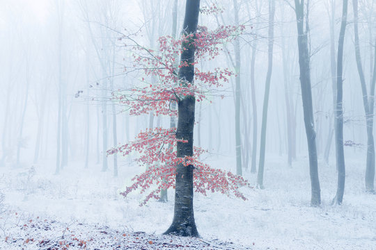 Fototapeta Lonely tree with red leaves in foggy forest