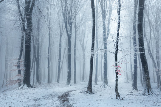 Fairy tale foggy forest trail during winter, snow covered