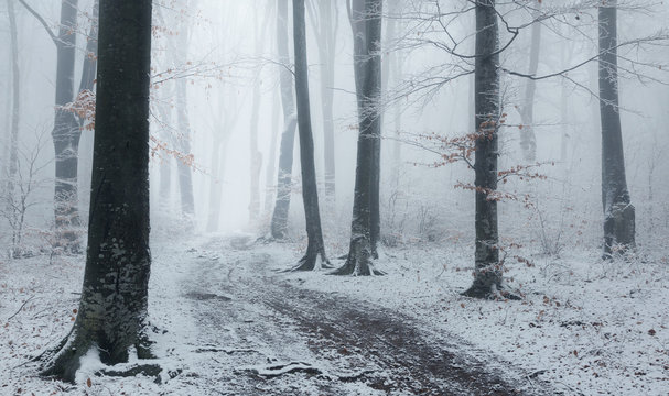 Fototapeta Foggy trail in winter forest