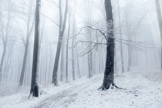 Fototapeta Beautiful tree in winter foggy forest
