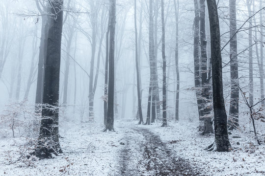 Fototapeta Dreamy misty trail in foggy winter forest