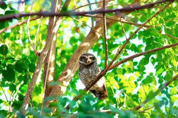 Spotted Owlet, Kanha Tiger Reserve, Madhya Pradesh