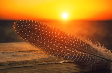 Obraz na płótnie Canvas Patchy feather on the old book on sunset background