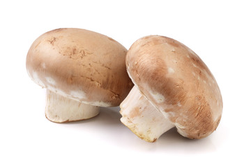 Royal Brown champignon isolated on white background