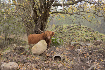 Brown hairy ox under a tree