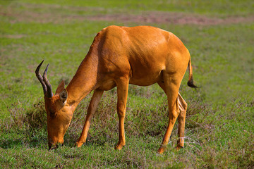 Topi Antelope, Kenya, Africa
