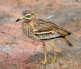 Stone-curlews (lat. Burhinidae)