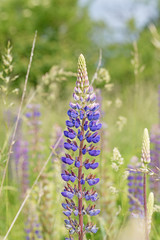 Blaue Lupinen, Lupinus