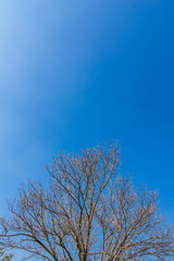 Abstract tree branches isolated on sky background