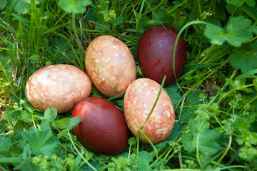 Painted Easter eggs on green grass 