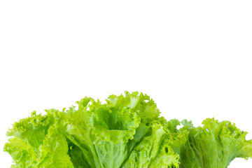 Lettuce and white background