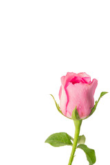 pink roses on a white background