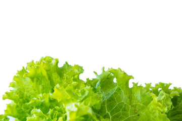 Lettuce and white background