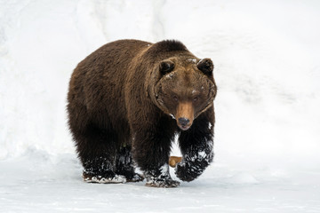 Wild brown bear in winter forest