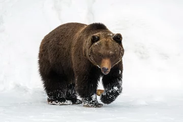 Tuinposter Wild brown bear in winter forest © byrdyak