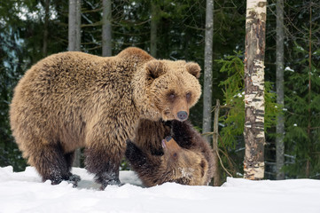 Bear playing in the winter forest