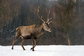 Red deer in winter forest