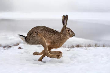 Foto op Aluminium Hare running in the field © byrdyak