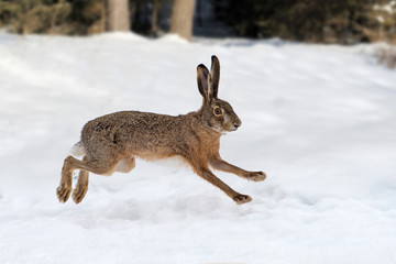 Hare running in the forest © byrdyak