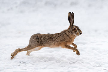 Fototapeta premium Hare running in the field