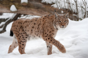 Obraz premium Lynx on the snow