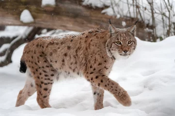 Muurstickers Lynx in de sneeuw © byrdyak