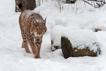 Lynx on the snow © byrdyak