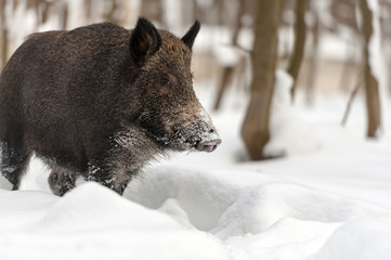 Wild boar in winter forest