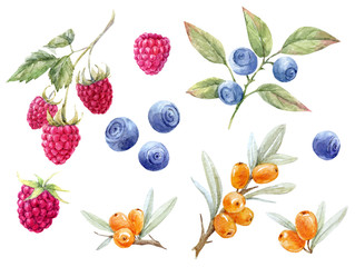 Watercolor forest berries