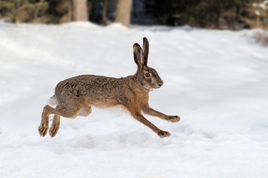 Hare running in the forest