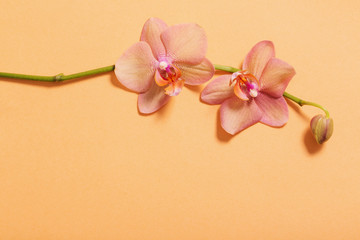 orchids on orange background