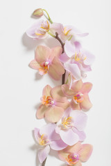 orchids on white background