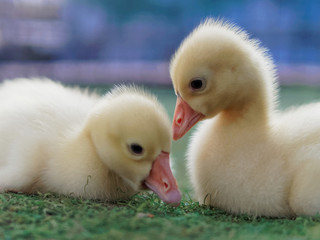 Young cute yellow ducks cuddling each other in the farm on dark background
