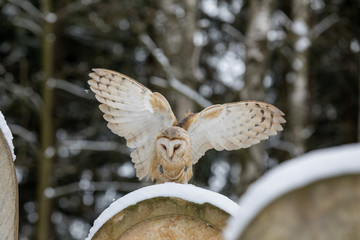 Flying Eurasian Tawny Owl, Strix aluco, in the winter forest near the old cemetery.
